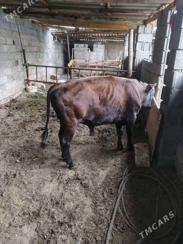 öküz - Бузмеин - img 1