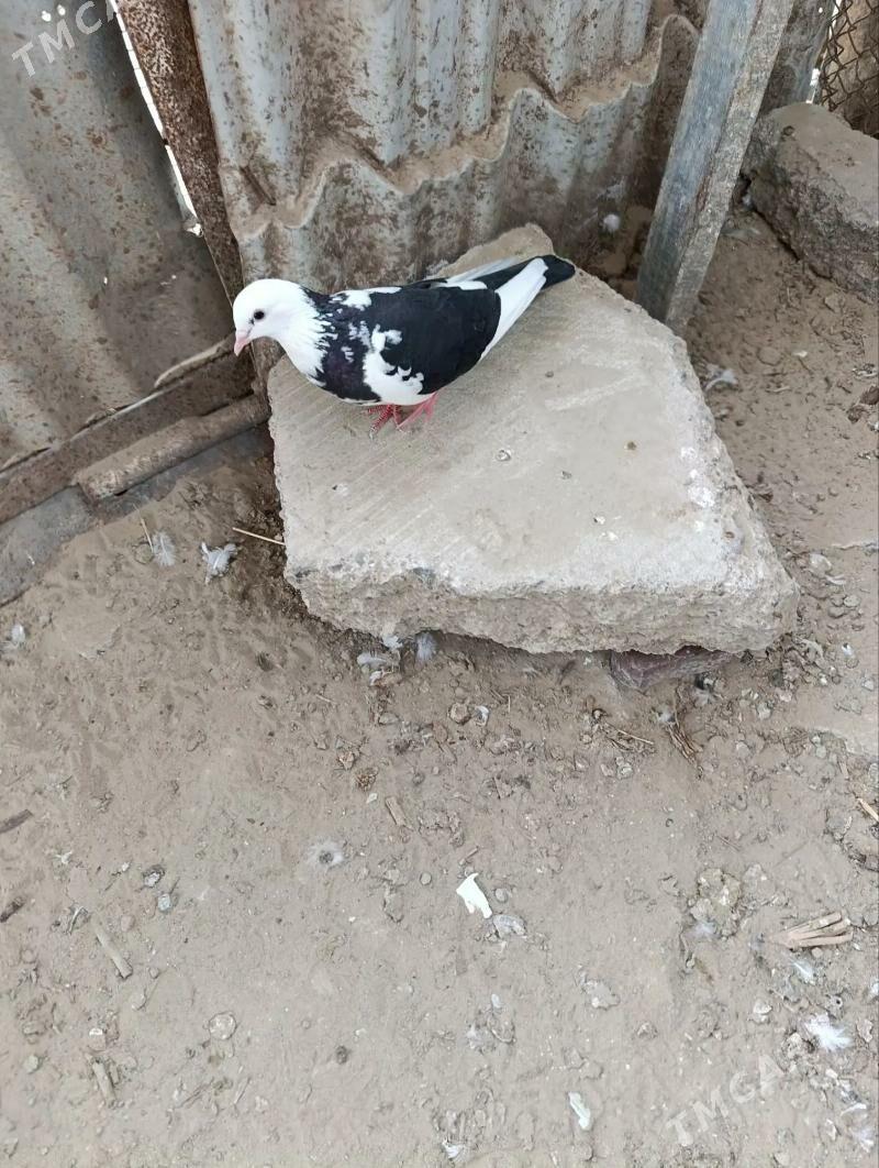 KEPDERI. - Мургап - img 1