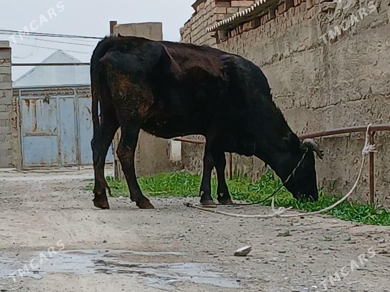 Bogaz sygyr - Бахарден - img 1