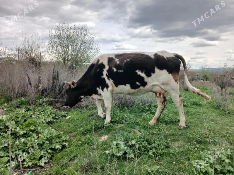 göleli sygyr - Bäherden - img 1