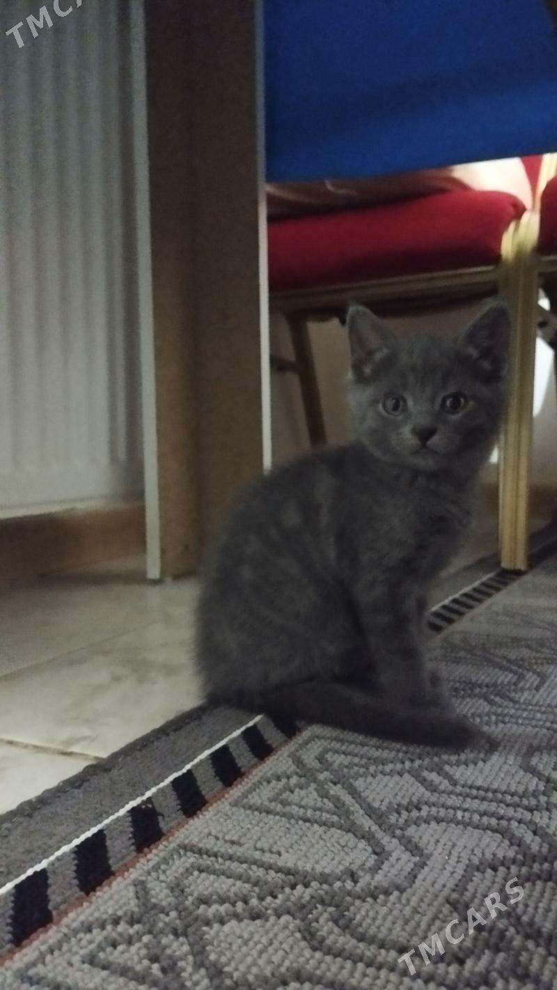 британские котята - Türkmenabat - img 1