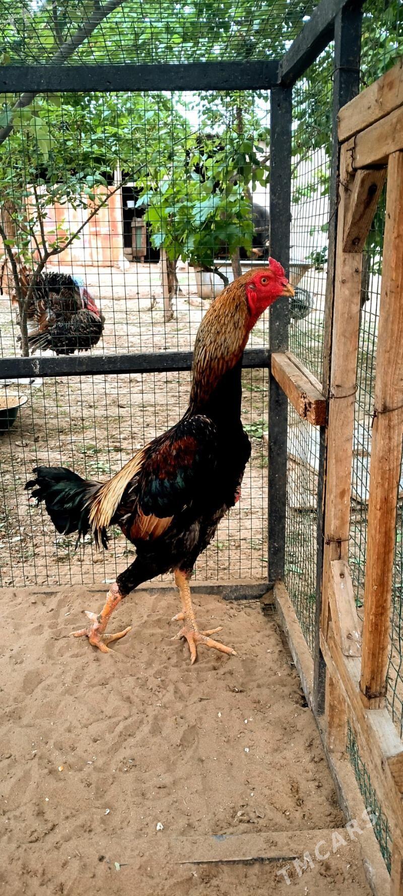 tasgent yumurtga - Änew - img 1