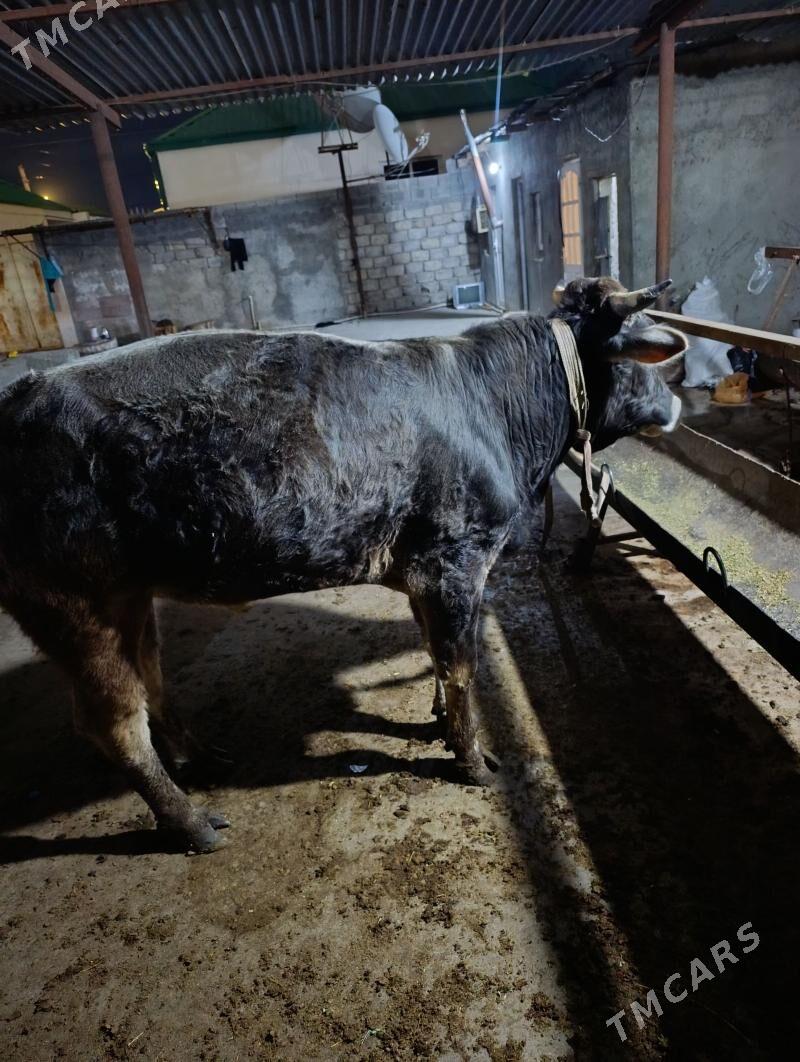 okuz - Aşgabat - img 1