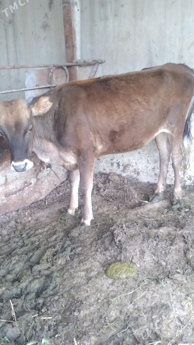 tohum tuweler - Gökdepe - img 1