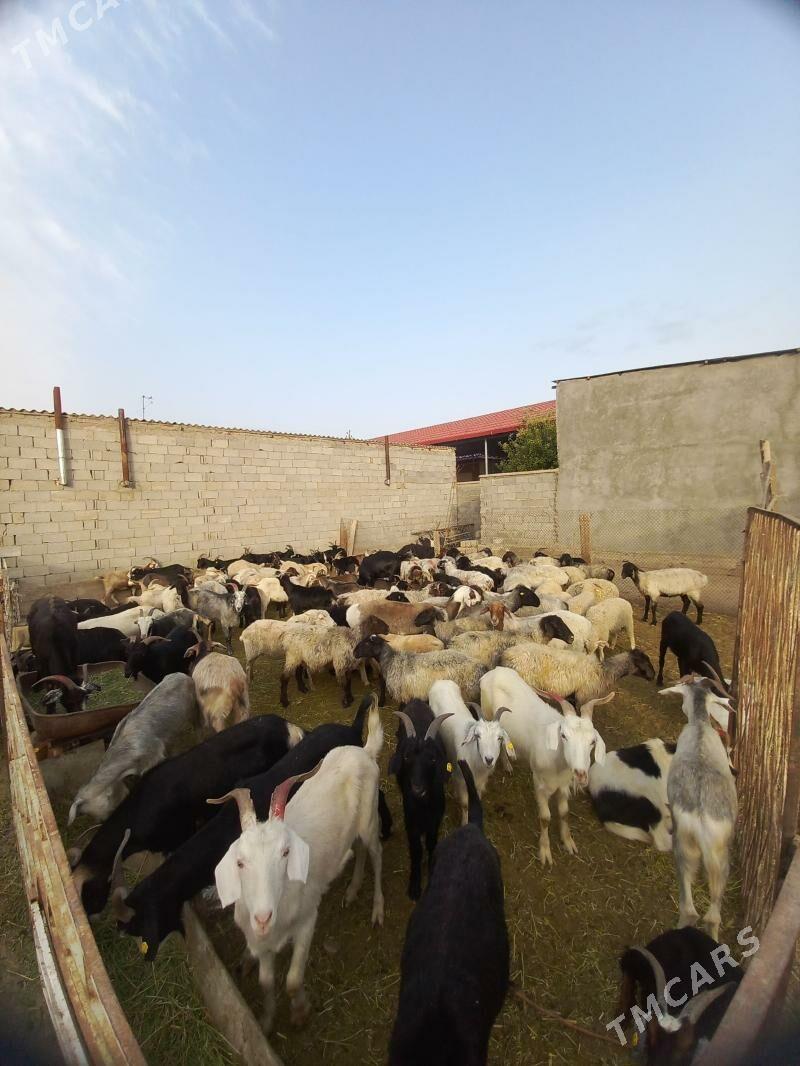 goyun Geci - Багир - img 1