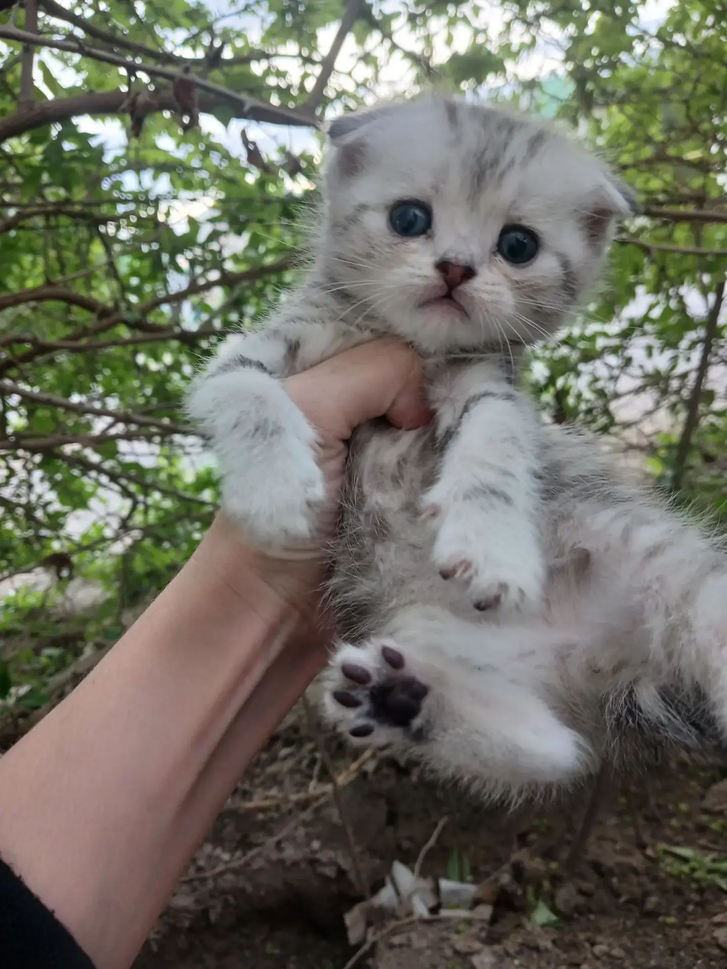 котята - Türkmenabat - img 1