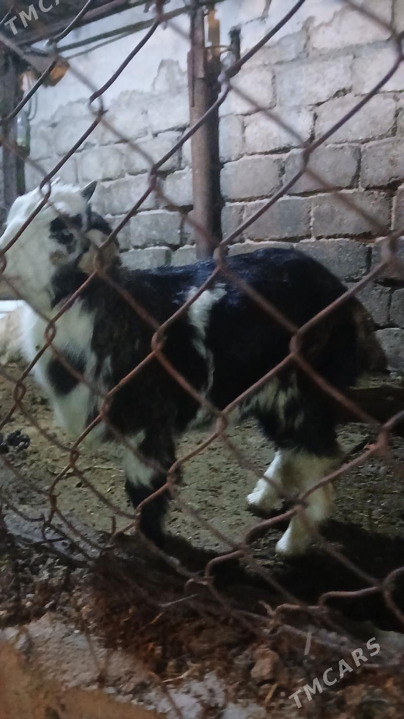 owlak - Хитровка - img 1