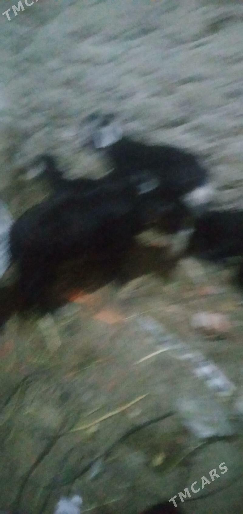 guzy owlak - Гызыларбат - img 1