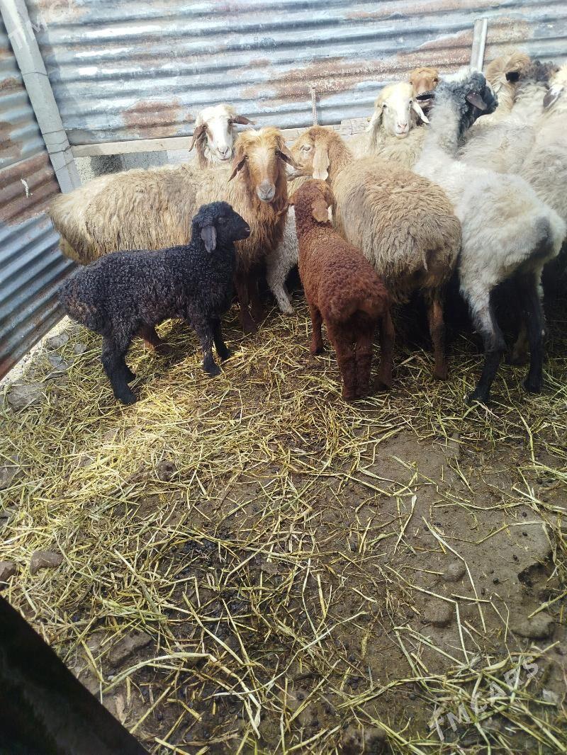 guzly goyun - Гёкдепе - img 1