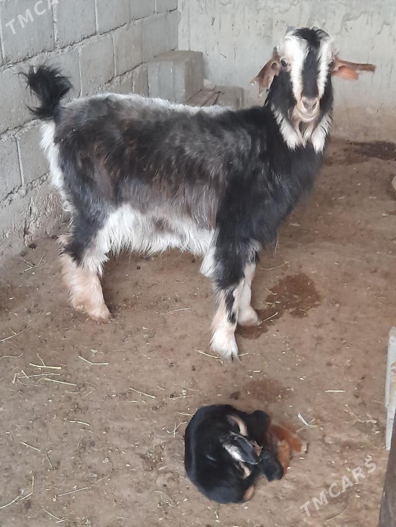 owlakly geçi - Balkanabat - img 1