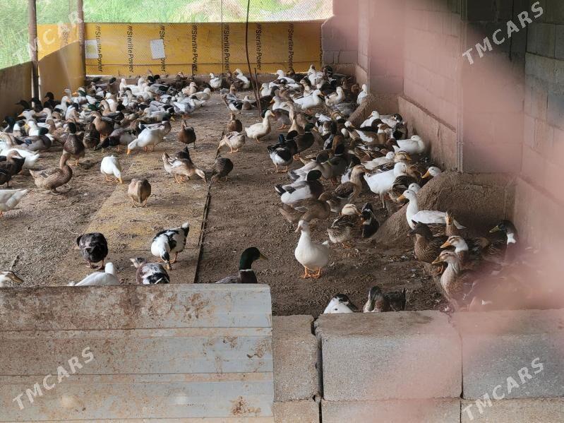 Gak-gak - Гёкдепе - img 1