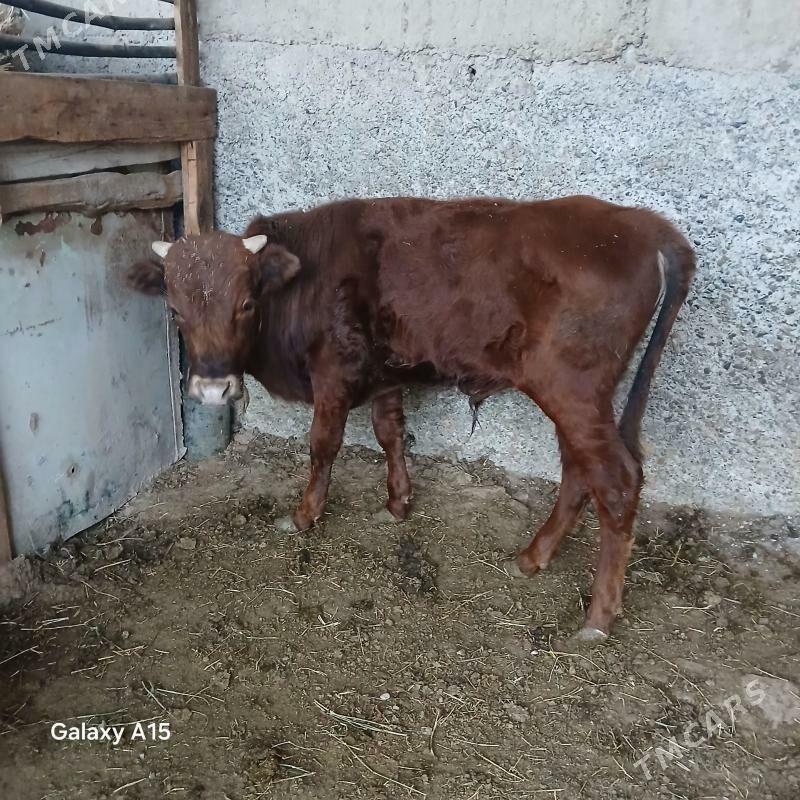 Okuz okuzce - Büzmeýin - img 1