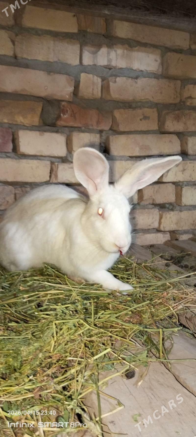 towşan - Türkmenabat - img 1