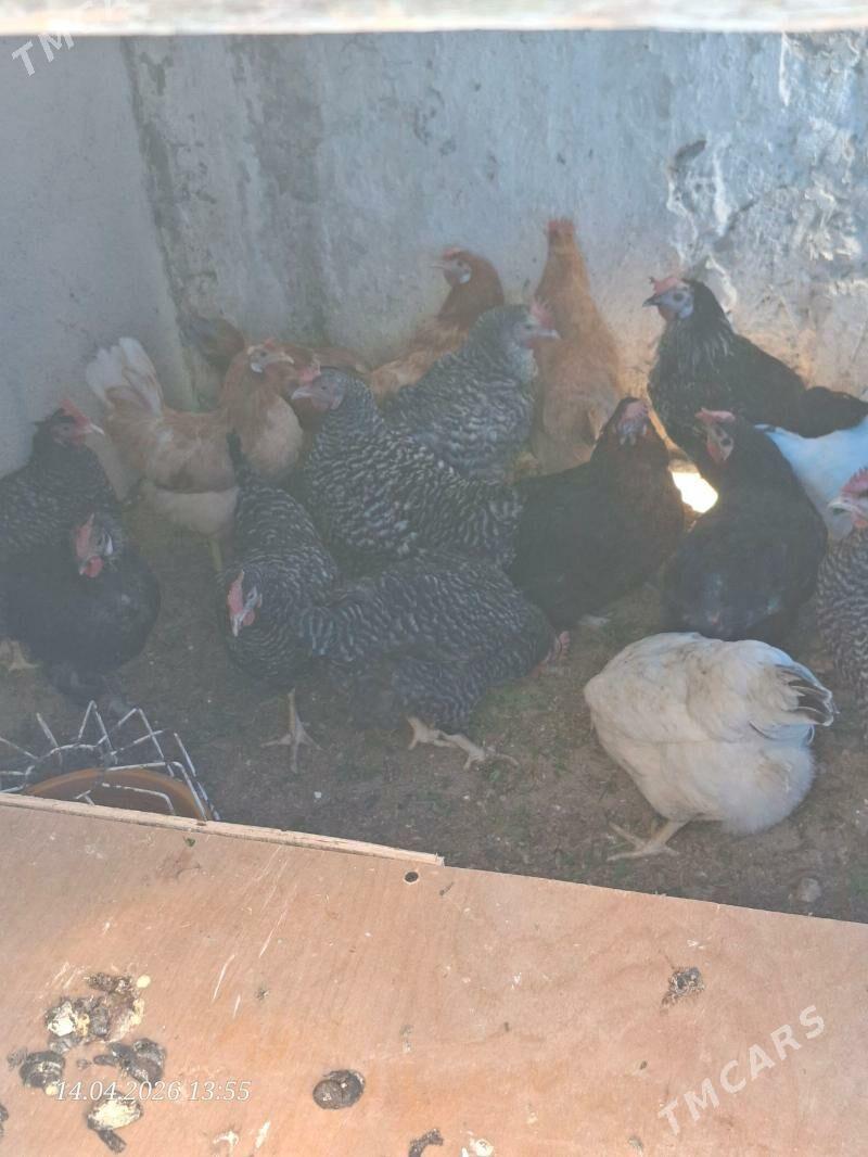 towuk - Aşgabat - img 1