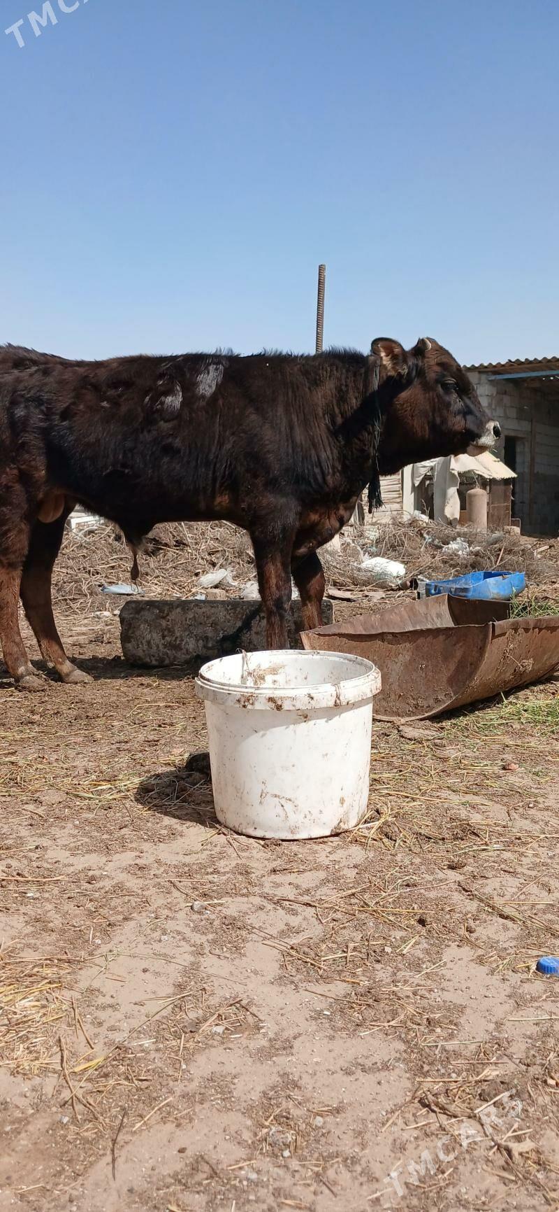 Okuz - Гёкдепе - img 1