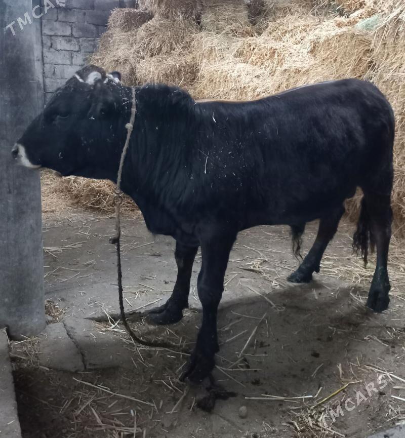 okuz - Яшлык - img 1