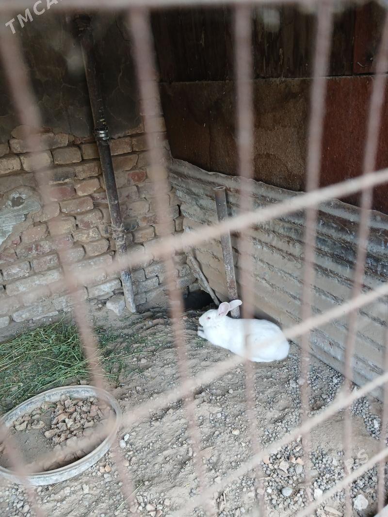 towsan - Aşgabat - img 1