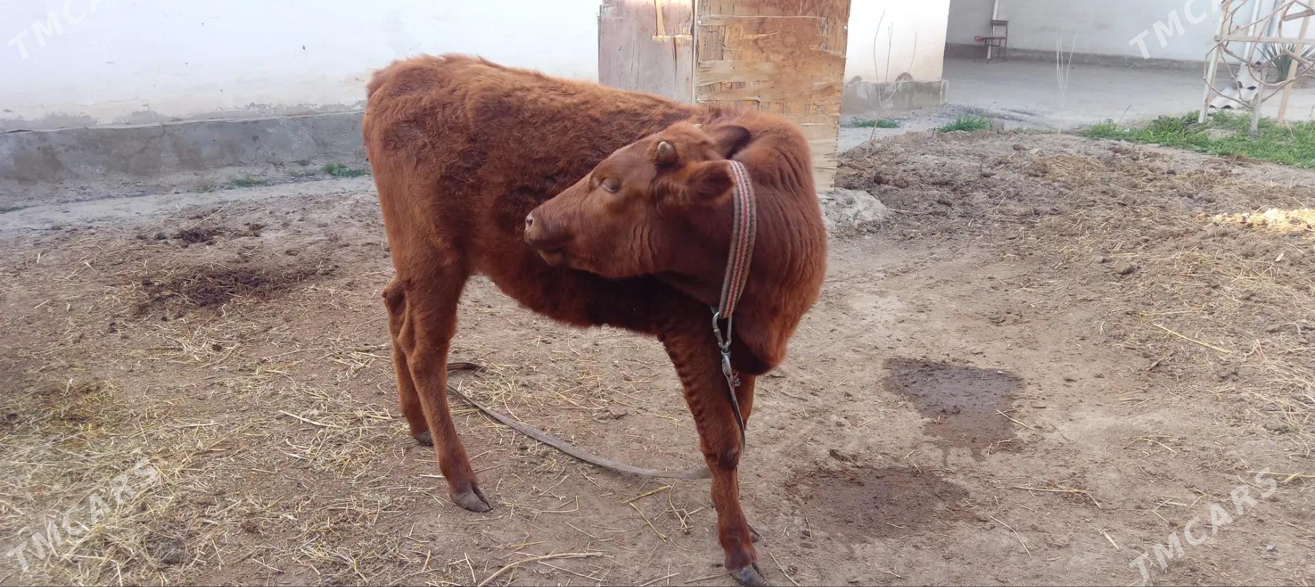 Gulajyn - Мургап - img 1