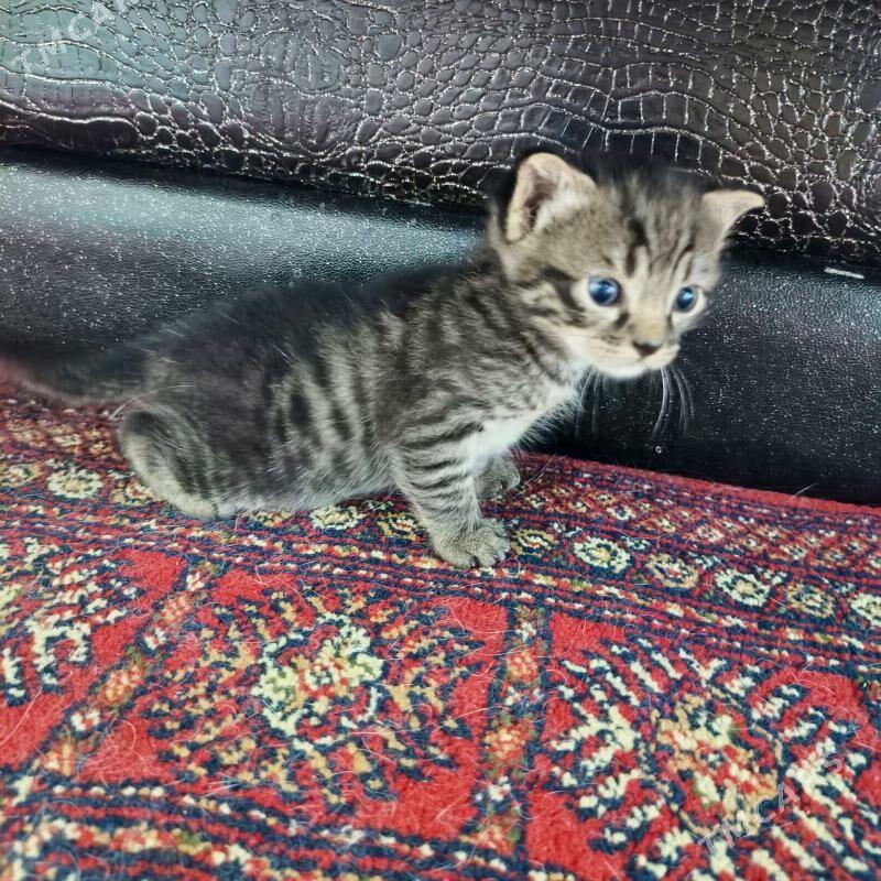 Pisik - Мары - img 1