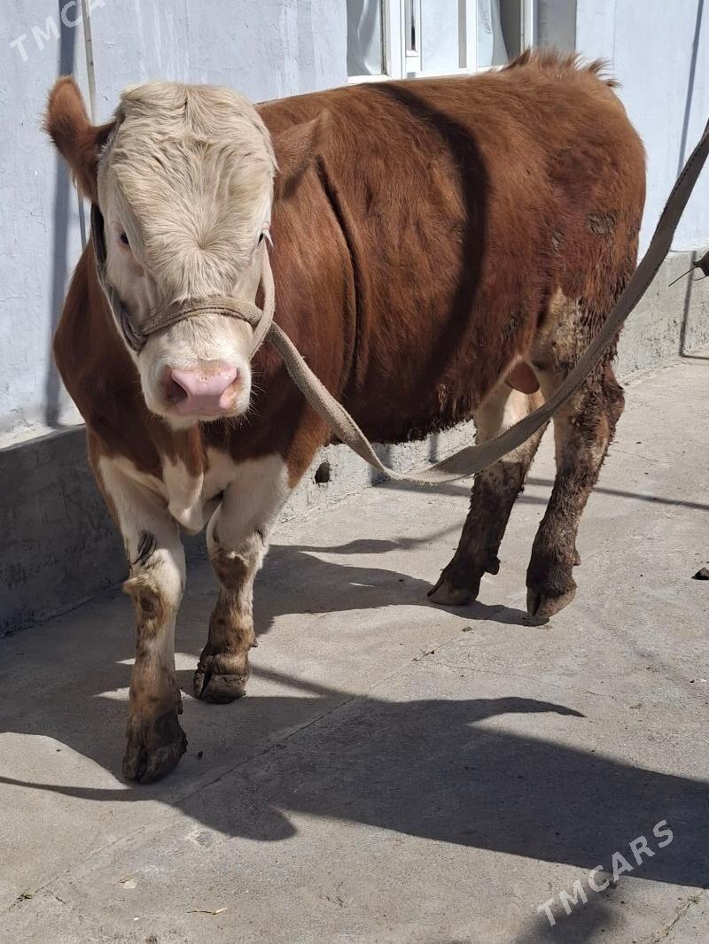 simental - Bagyr - img 1