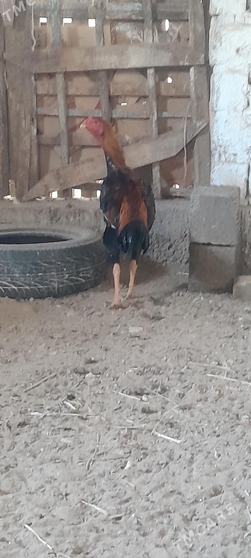 taskent - Гёкдепе - img 1