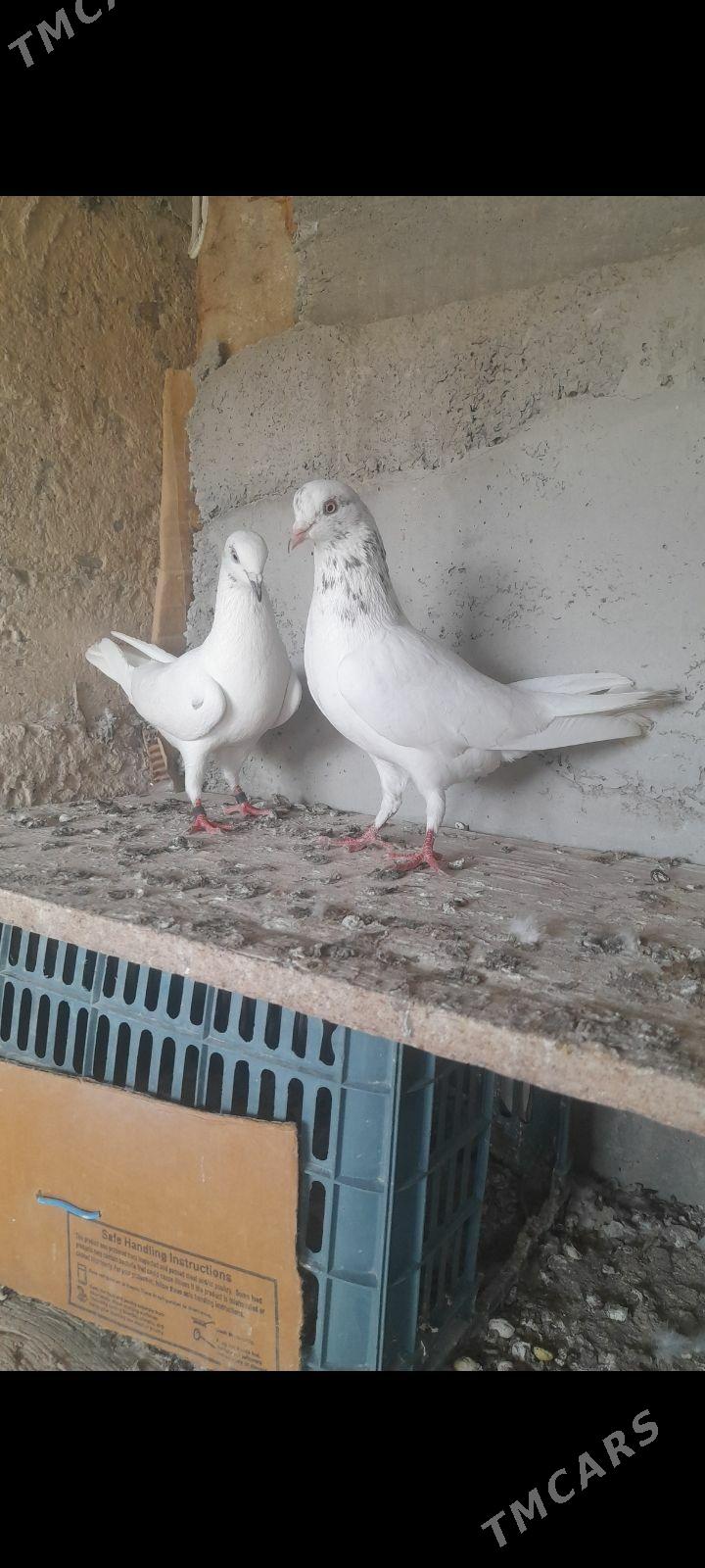 kepderi - Gyzylarbat - img 1