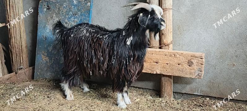 tokly - Анев - img 1