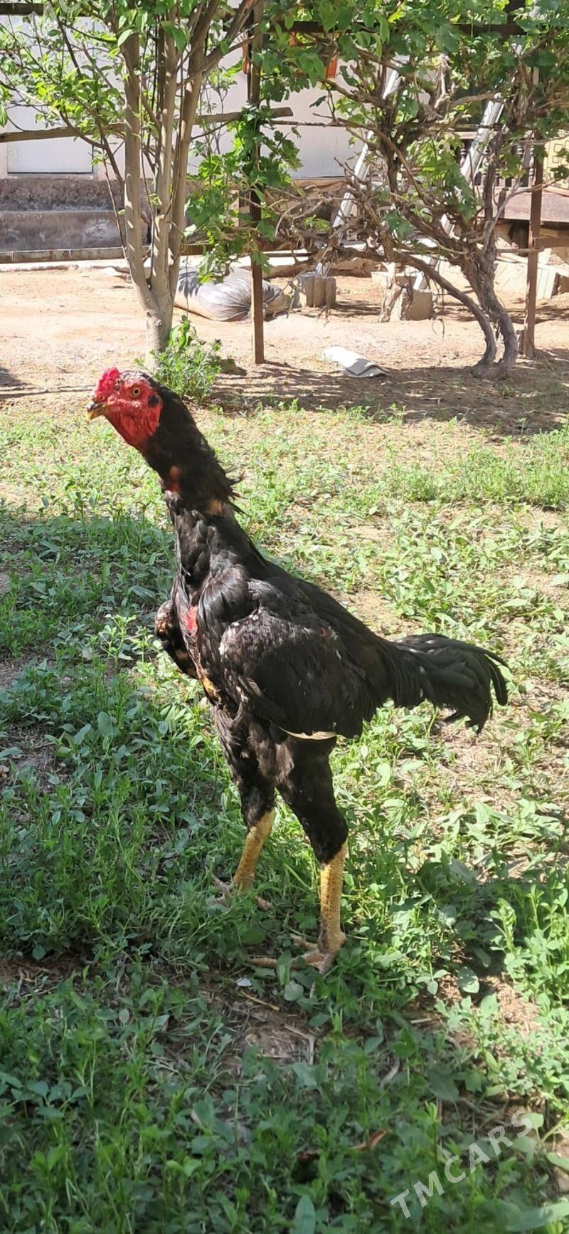 хораз - Дашогуз - img 1