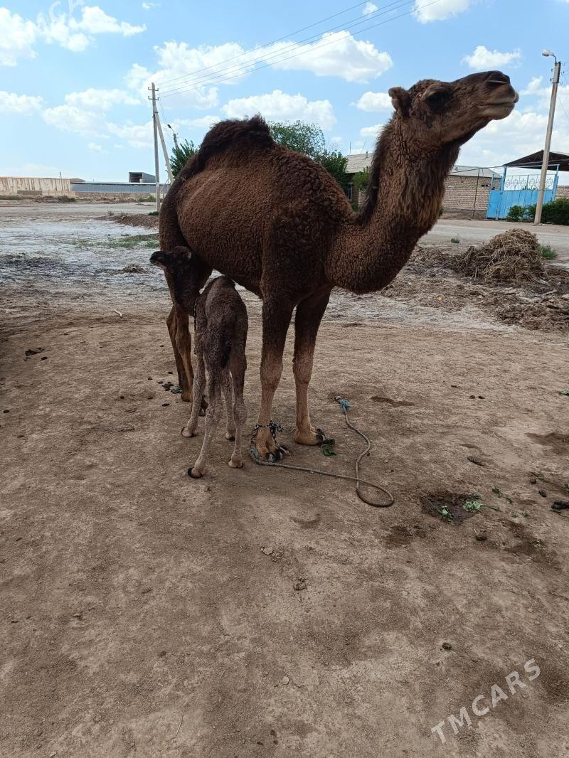 Düýe - Теджен - img 1