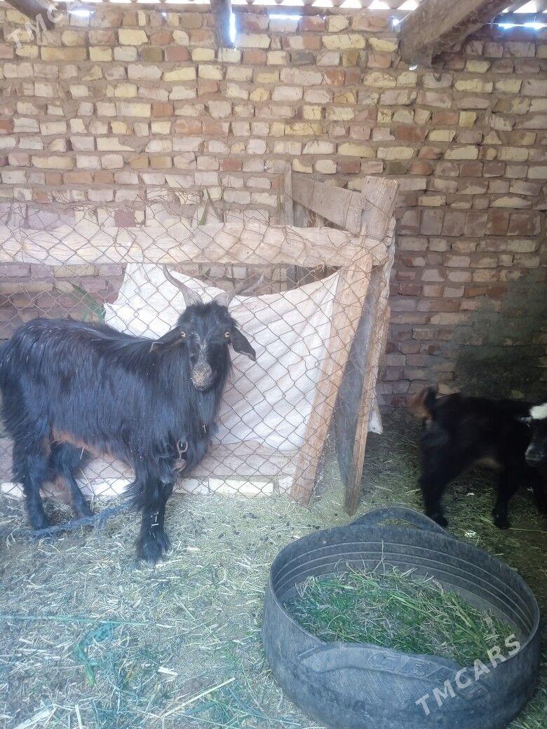 geci - Babadaýhan - img 1