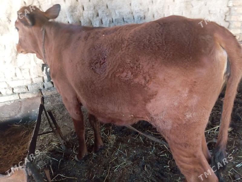 Gulajyn - Mary - img 1