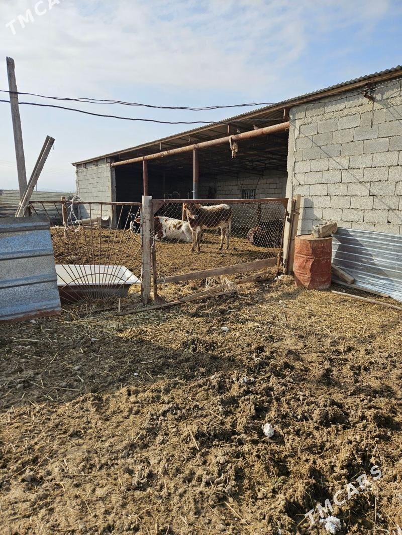 SATLYK 20-GEKTAR MULK YERY - Ашхабад - img 1