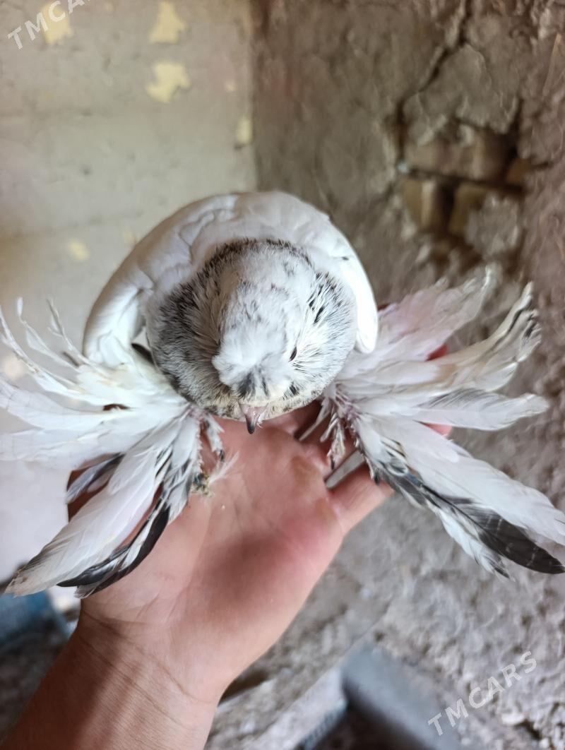 kepderi - Türkmenabat - img 1