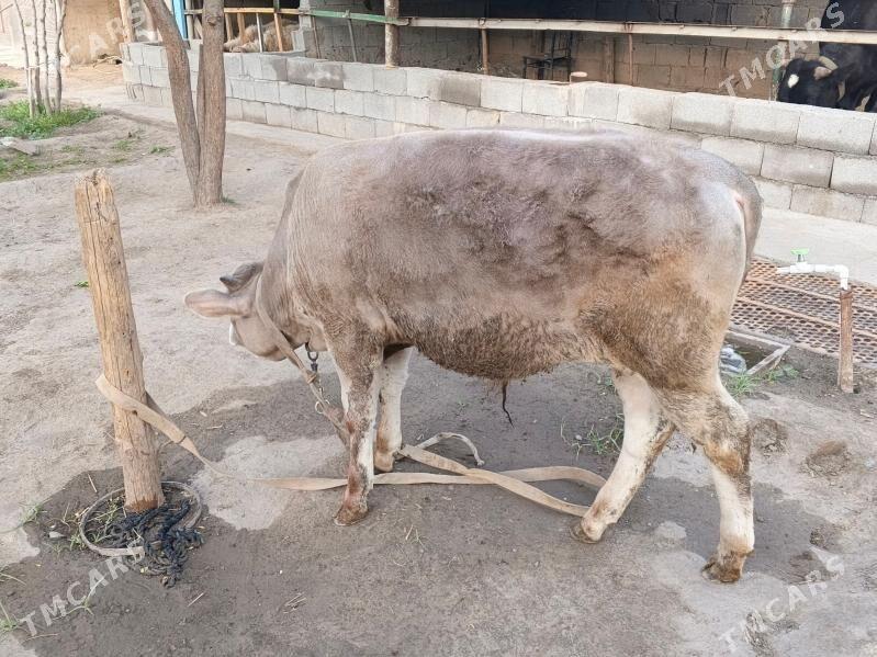 okuz - Gypjak - img 1