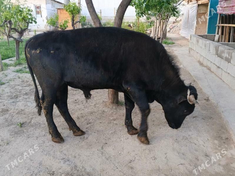 okuz - Gypjak - img 1