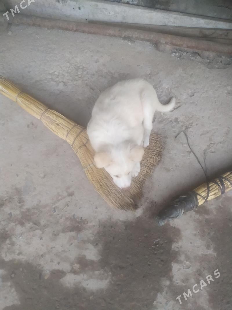 шенок - Туркменабат - img 1