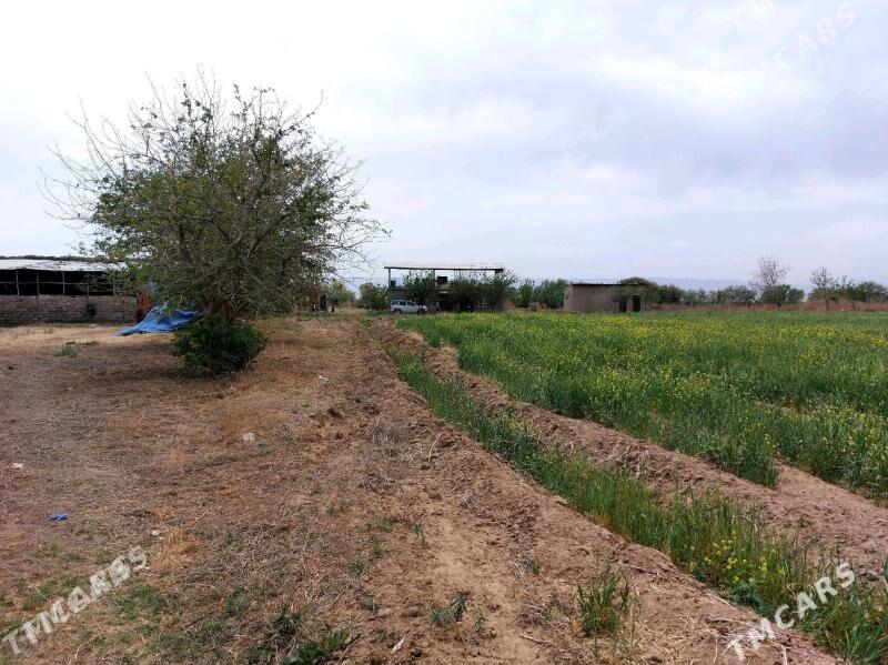 SATLYK 20-GEKTAR OMURLYK MULK - Aşgabat - img 1