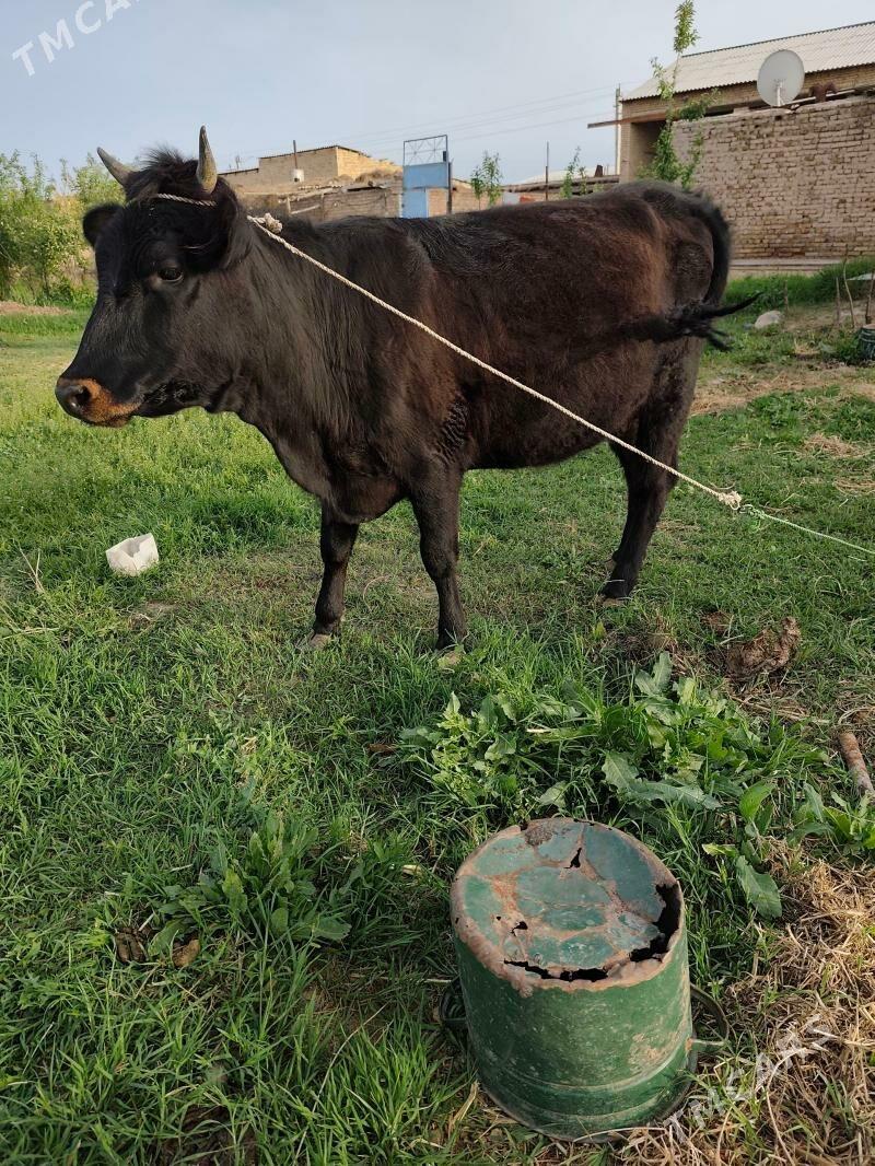 yetik bogaz - Туркменабат - img 1