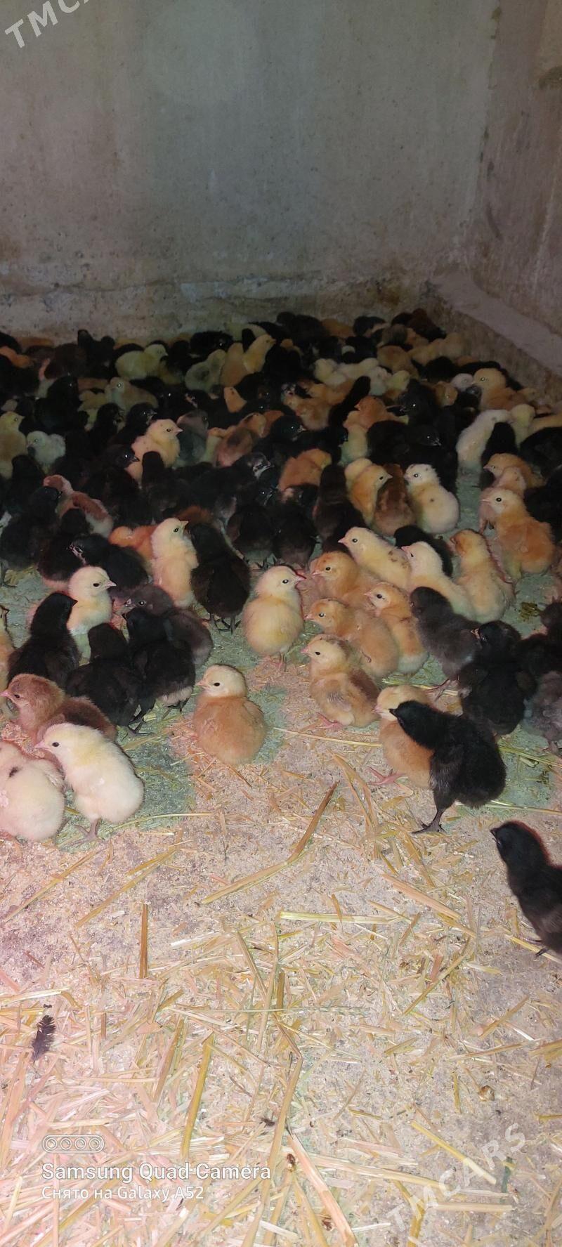 Juyje - Туркменабат - img 1