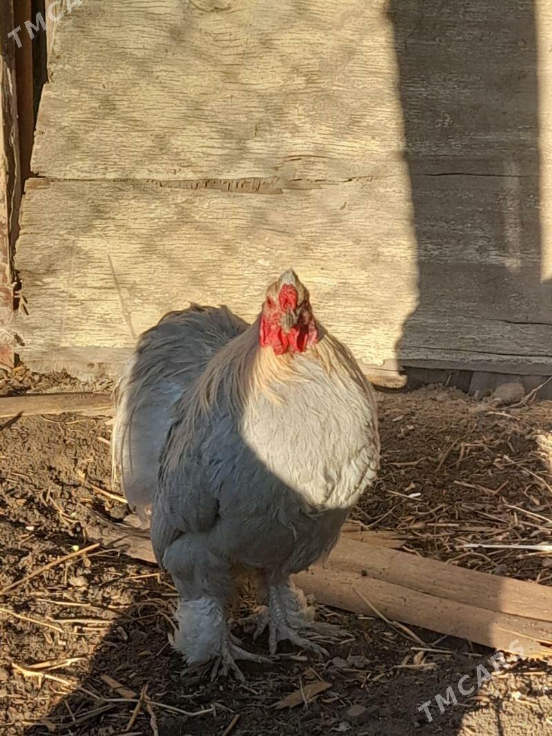 Horaz - Янбаш - img 1