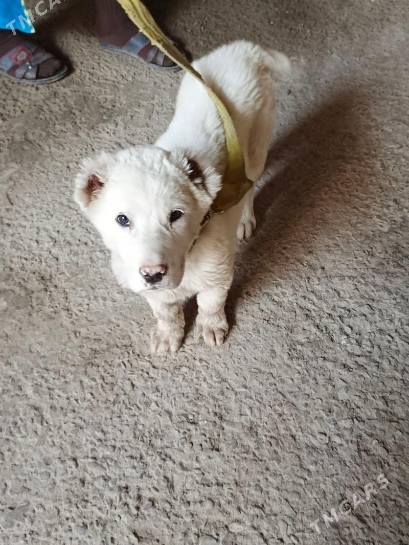 туркмен ИТ - Чарджоу - img 1