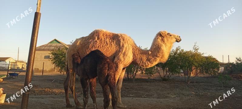 Köşeklı düÿe - Etrek - img 1