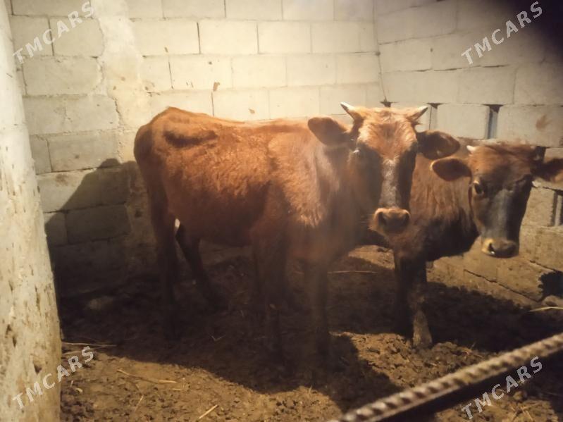 tüwe tuwe - Кипджак - img 1