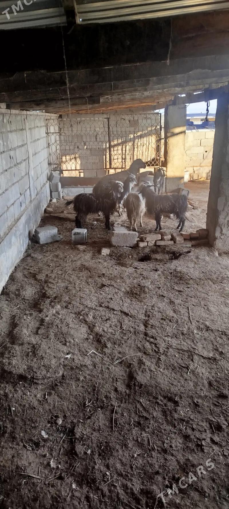 cebis goyun - Бахарден - img 1