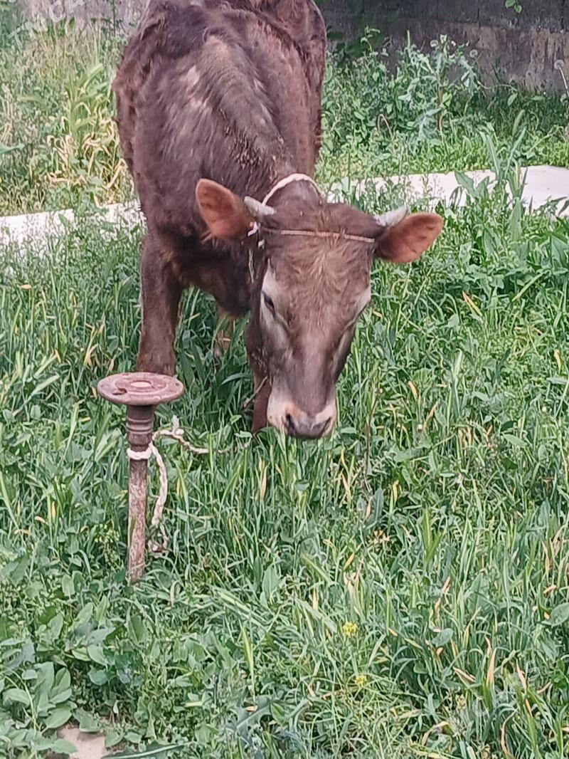 Tuwe - Ашхабад - img 1