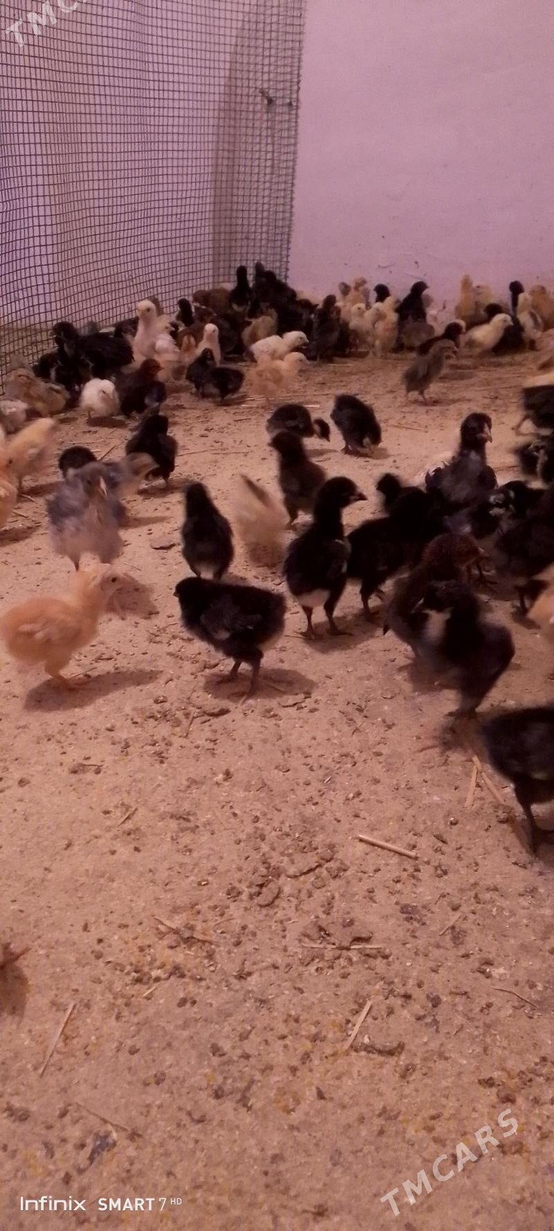 juyjeler - Сакар - img 1