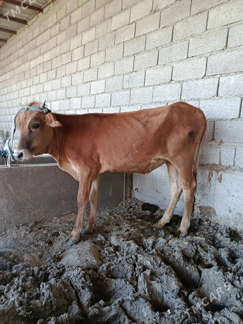 tuwe - Bäherden - img 1