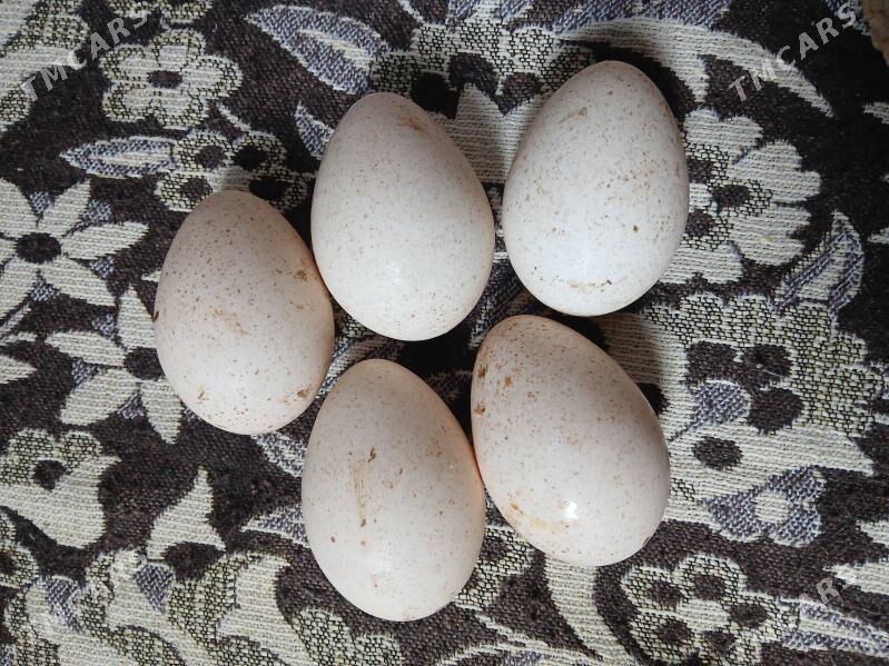 induk yumurtga - Türkmenbaşy - img 1
