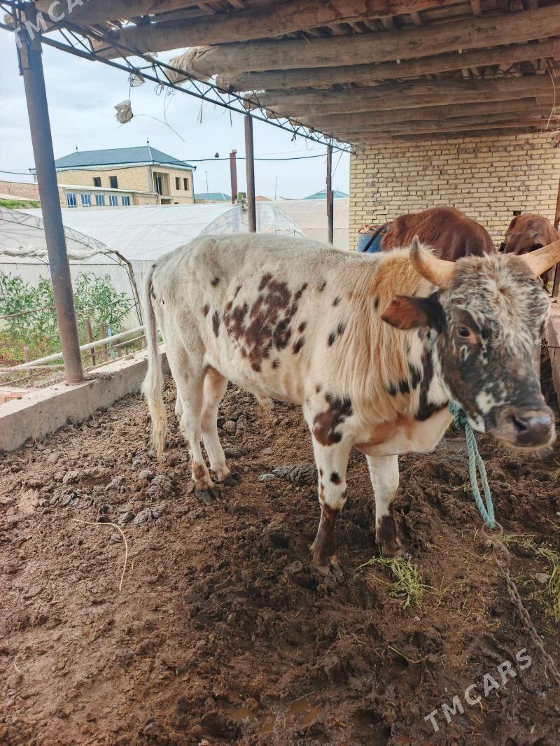 ökuz - Türkmenabat - img 1