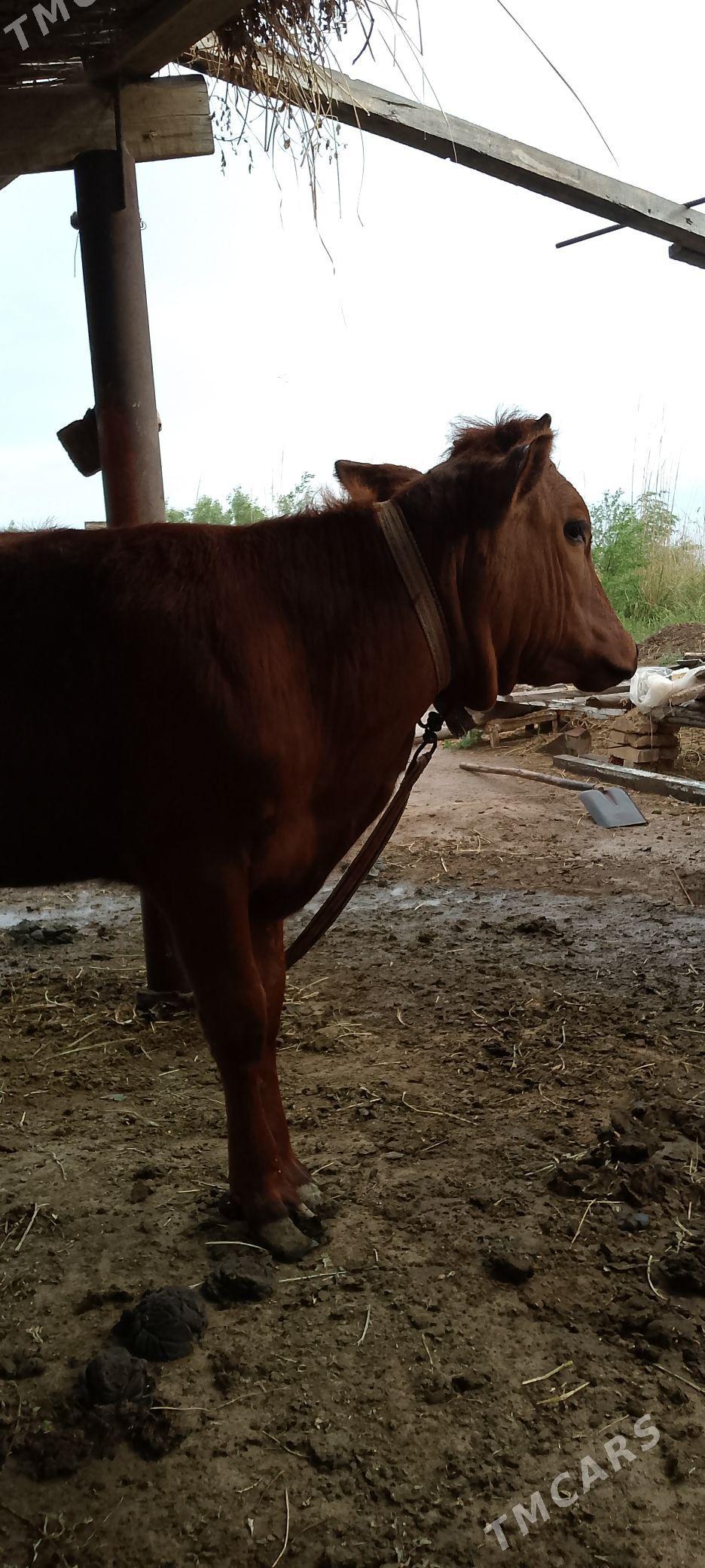 Gulajyn gole - Мары - img 1